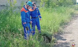 Спасатели в Тайшете вытащили провалившуюся в колодец собаку