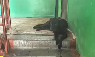 Соседи вырвали из рук хозяина-живодёра жестоко избитую собаку в Железногорске-Илимском