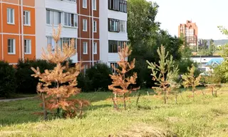 Почему не прижились сосны, высаженные осенью у перинатального центра в Братске 