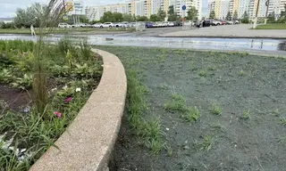 На пешеходной зоне улицы Кирова в Братске заново засеют не взошедший газон