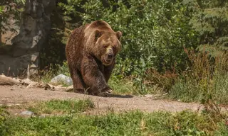 В посёлке Коршуновском Нижнеилимского района медведь вышел к людям