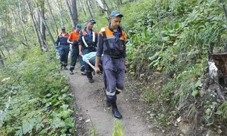 Упавшее дерево убило 36-летнюю туристку в Братском районе
