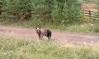 Жители Братского района заметили следы медведя в посёлке Мамырь 