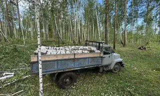 Мужчина в Куйтунском районе ответит за рубку леса на 230 тысяч рублей