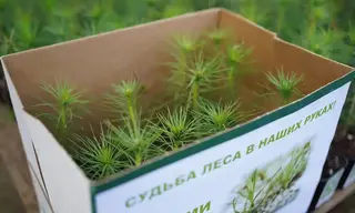 Иркутская область присоединится к всероссийской акции «Сохраним лес»