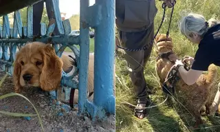  В Ангарске спасли спаниеля, застрявшего лавочке, и собаку, провалившуюся в колодец