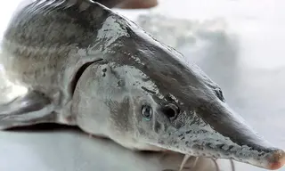 Где в Братске плавает живой осётр?