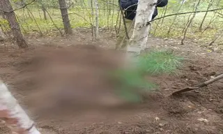 В Красноярском крае медведь задрал двух женщин во время сбора грибов в лесу 