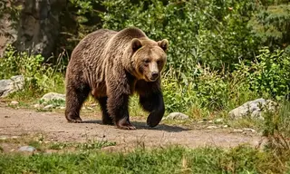 Режим повышенной готовности ввели в Братске 3 сентября из-за медведей