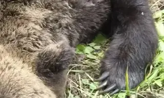 Пять медведей застрелили в Братске с начала недели 