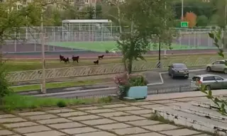 Эвтаназию бродячих собак в Приангарье отложили до лета 2027 года