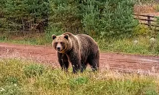 Медведь вышел в районе Крольчатника в Братске