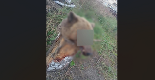 Медвежью голову обнаружили во дворе жилого дома в Ангарске
