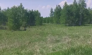 Владельца заросшего участка сельхозземель оштрафовали в Братском районе